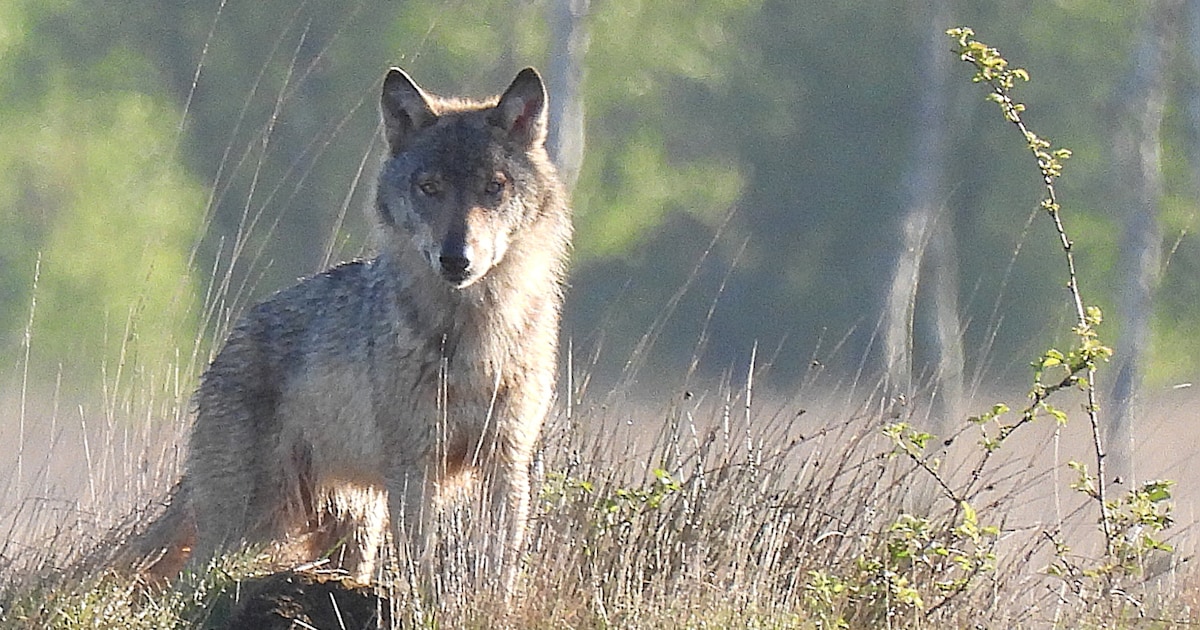 Mogelijke wolvenroedel uit Vlaanderen jaagt West-Brabant aan tot brandbrief: bescherm dieren nu