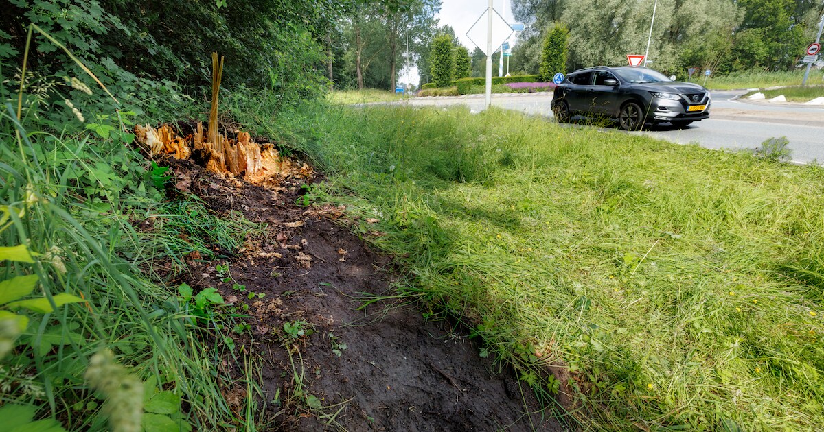 Deskundigen keihard na dodelijk ongeval met boom in Boxtel: ‘Op Streetview was al te zien dat de pop