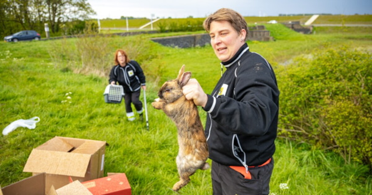 Verwarde man laat tientallen konijnen los in Hansweert, strooit met pillen en gooit glas stuk