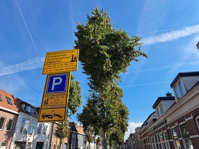 Bergen op Zoom vervangt tientallen platanen in de binnenstad: ‘Meer boomsoorten nodig om het risico 