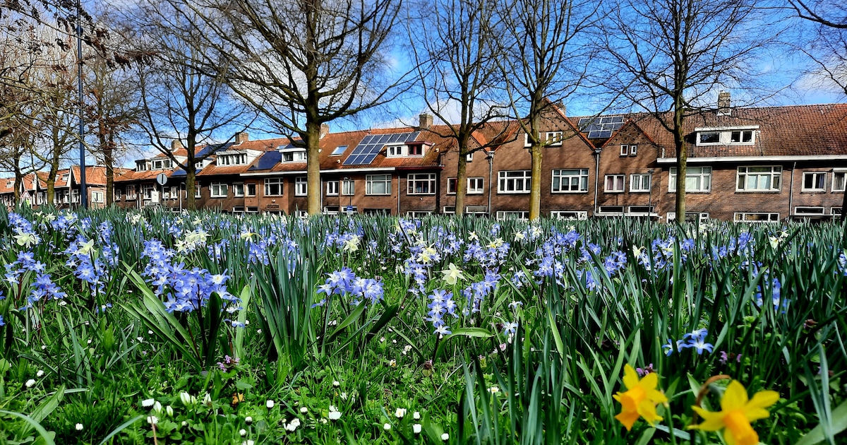 IVN houdt stadsplantenwandeling in Belcrum, 'Wijk in Breda met meeste plantensoorten'