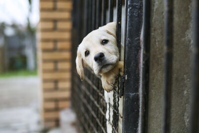 Een boete van 66 euro, maar valt het ophalen van een hond op het logeeradres niet onder laden en lossen?