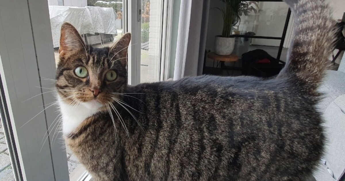 Heb jij Rico gezien? Dit huisdier wordt in Zundert vermist