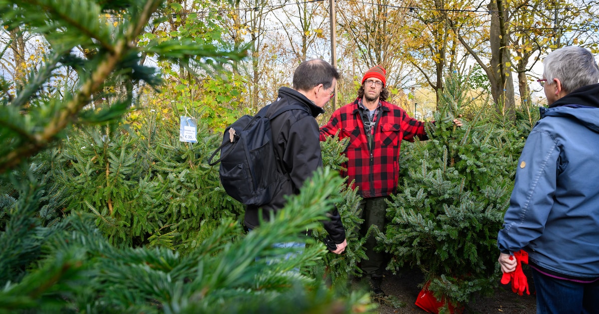 Sietse Hoek geeft advies: ‘De perfecte kerstboom is voor elke klant anders’