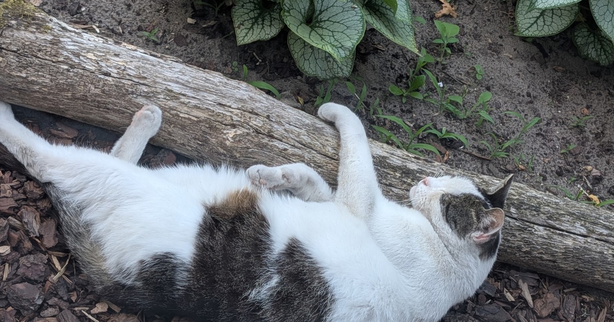 Heb jij Buddha gezien? Dit huisdier wordt in Woensdrecht vermist
