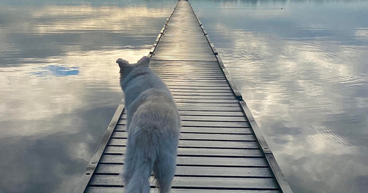 MIJN FOTO | Verlangend kijken naar het Veerse Meer