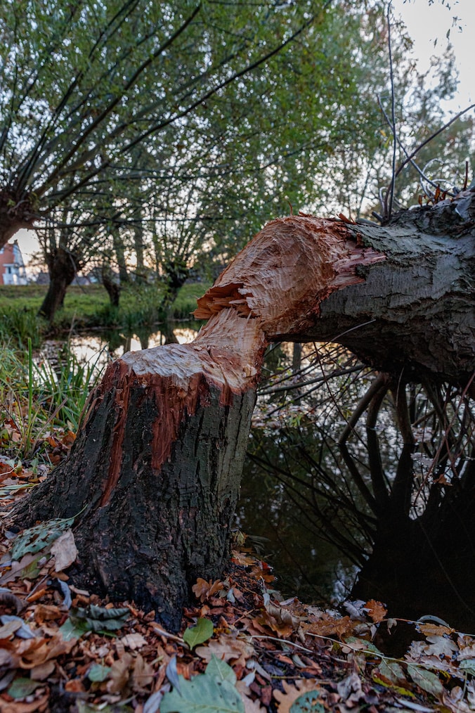 Geen boom in Willemstad veilig voor knagende bevers | Regio | BN DeStem.nl