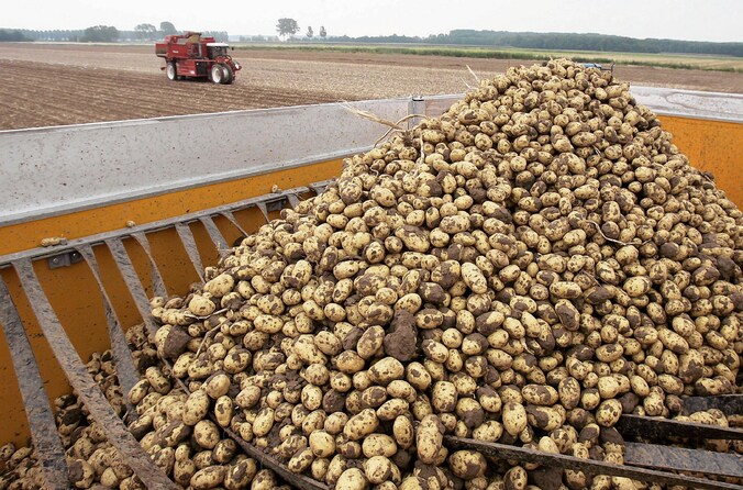 Opschudding: grootschalige fraude met aardappelen in Kruisland | Regio ...