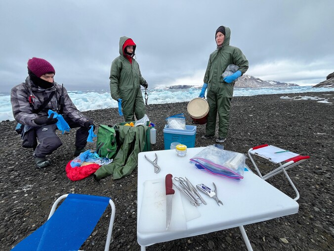 Vogelgrieponderzoeker Lineke terug uit Antarctica: ‘Die ramp is niet ...