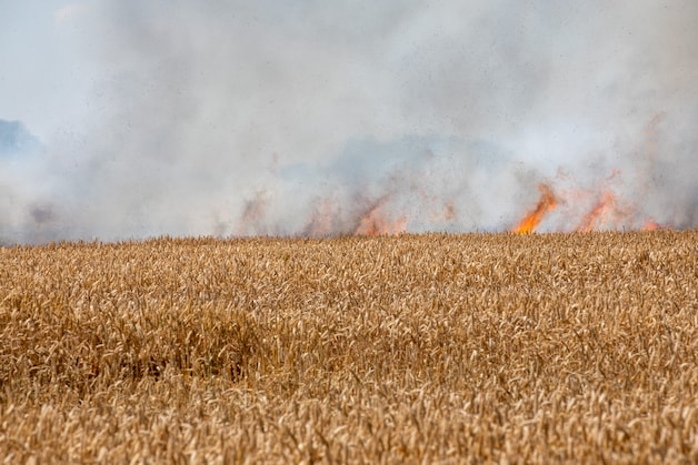 veel-rook-bij-brandende-akker-in-wouw-regio-bn-destem-nl
