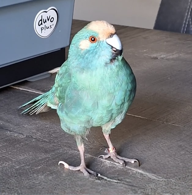 Heb jij Max, Pip of Binkie gezien? Deze zeven huisdieren worden in ...
