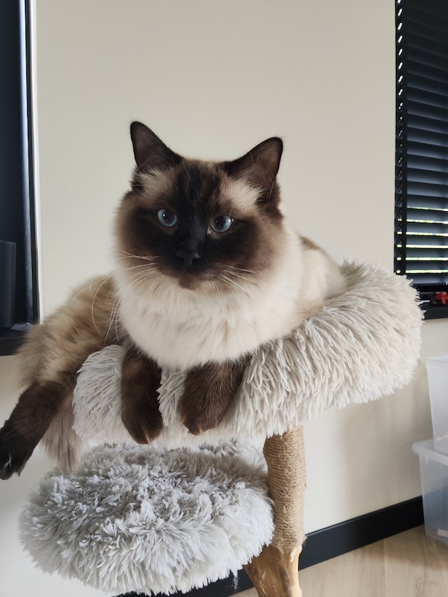 Heb jij Max, Pip of Binkie gezien? Deze zeven huisdieren worden in ...