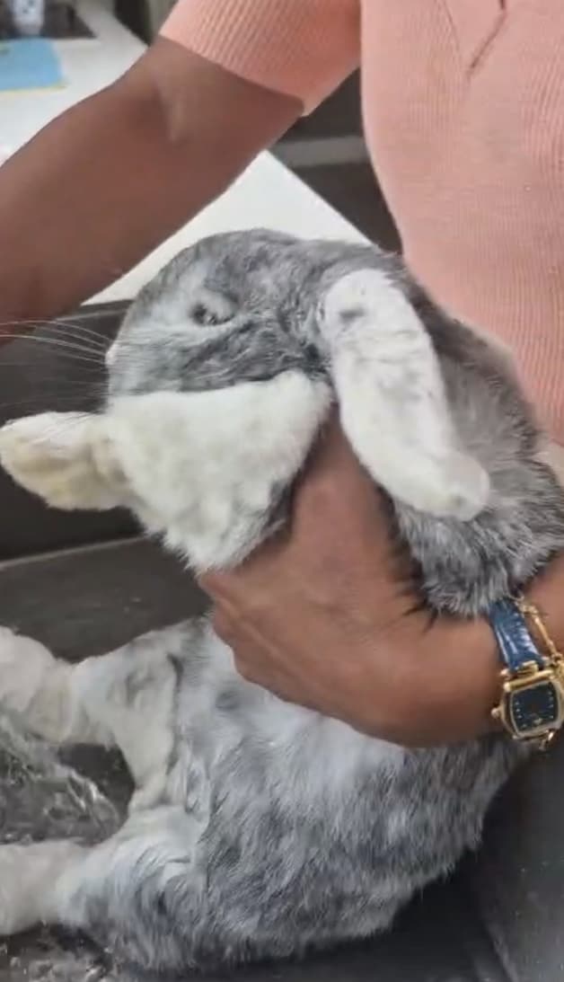 Heb jij Max, Pip of Binkie gezien? Deze zeven huisdieren worden in ...