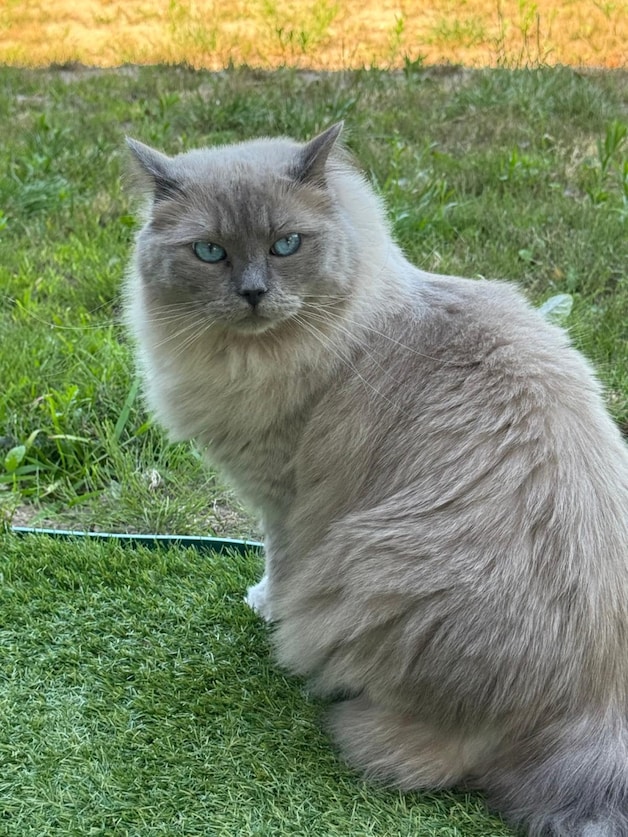 Heb jij Max, Pip of Binkie gezien? Deze zeven huisdieren worden in ...