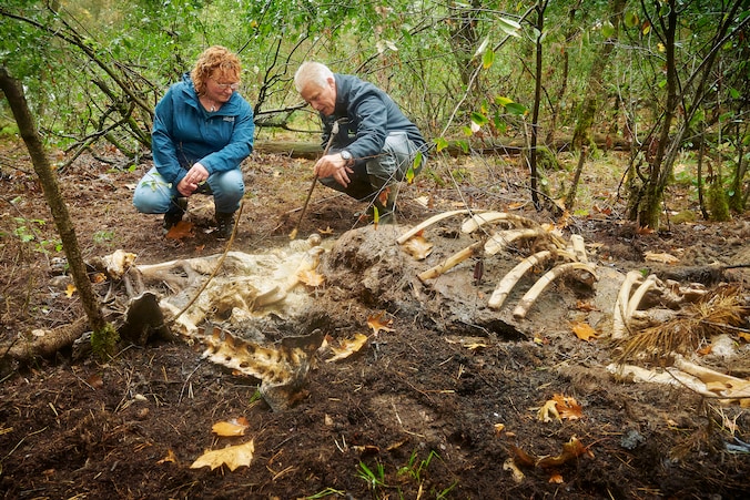 Dode dieren gaan vaker terug Brabantse bossen in: het buffet is geopend ...