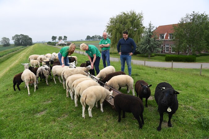 Op deze boerderij zorgen 52 wandelende maaiers ervoor dat het gras er ...
