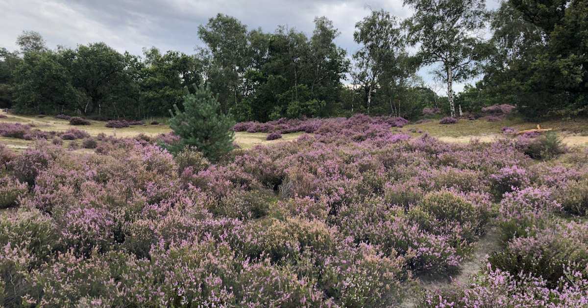 Nederland plant nieuwe commandokazerne vlak bij grens: mogelijke impact op Kalmthoutse Heide onderzo