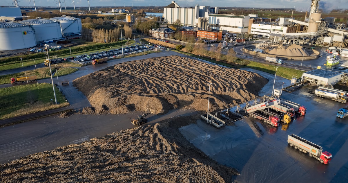 Provincie Noord-Brabant bereikt akkoord over ammoniakreductie bij Cosun Beet Company
