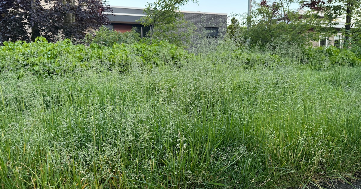 Gras staat kniehoog in Etten-Leur door zakelijk conflict met groenbedrijf over maaiwerk: ‘Overal gra