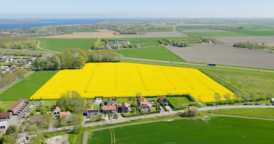 Koolzaad is bezig aan opmars in Zeeland: metershoge plant heeft geen last van droog voorjaar
