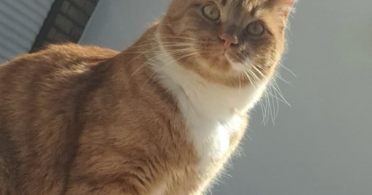 Heb jij Dirk gezien? Dit huisdier wordt in Drimmelen vermist