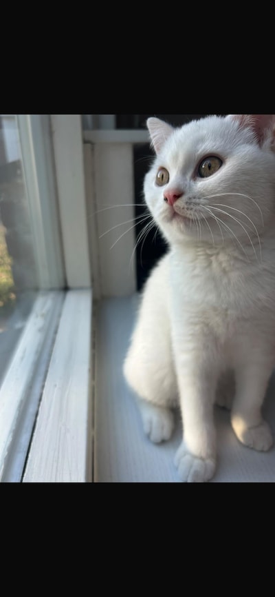 Heb jij Nacho, Yaman of Binkie gezien? Deze drie huisdieren worden in Moerdijk vermist