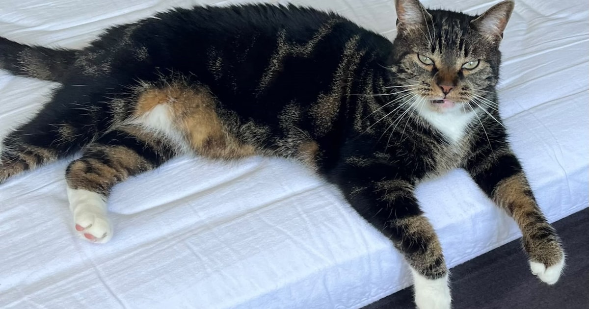Heb jij Nero gezien? Dit huisdier wordt in Steenbergen vermist