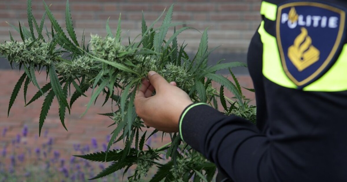 Pand in woonwijk Vogelwaarde gesloten: bijna 150 hennepplanten gevonden