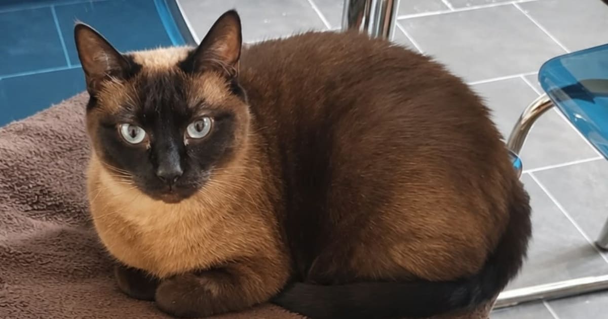 Heb jij Mika gezien? Dit huisdier wordt in Baarle-Nassau vermist