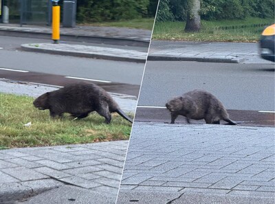 Klaus ziet grote bever in Rotterdamse woonwijk lopen: ‘Niemand geloofde het’