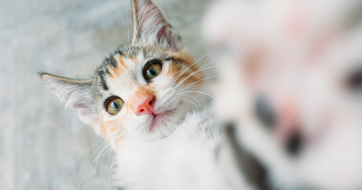 Un chaton est mort de la grippe aviaire, le ministre appelle les propriétaires de chats : soyez vigilants | Politique