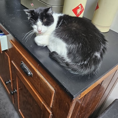 Heb jij Caramel gezien? Dit huisdier wordt in Breda vermist