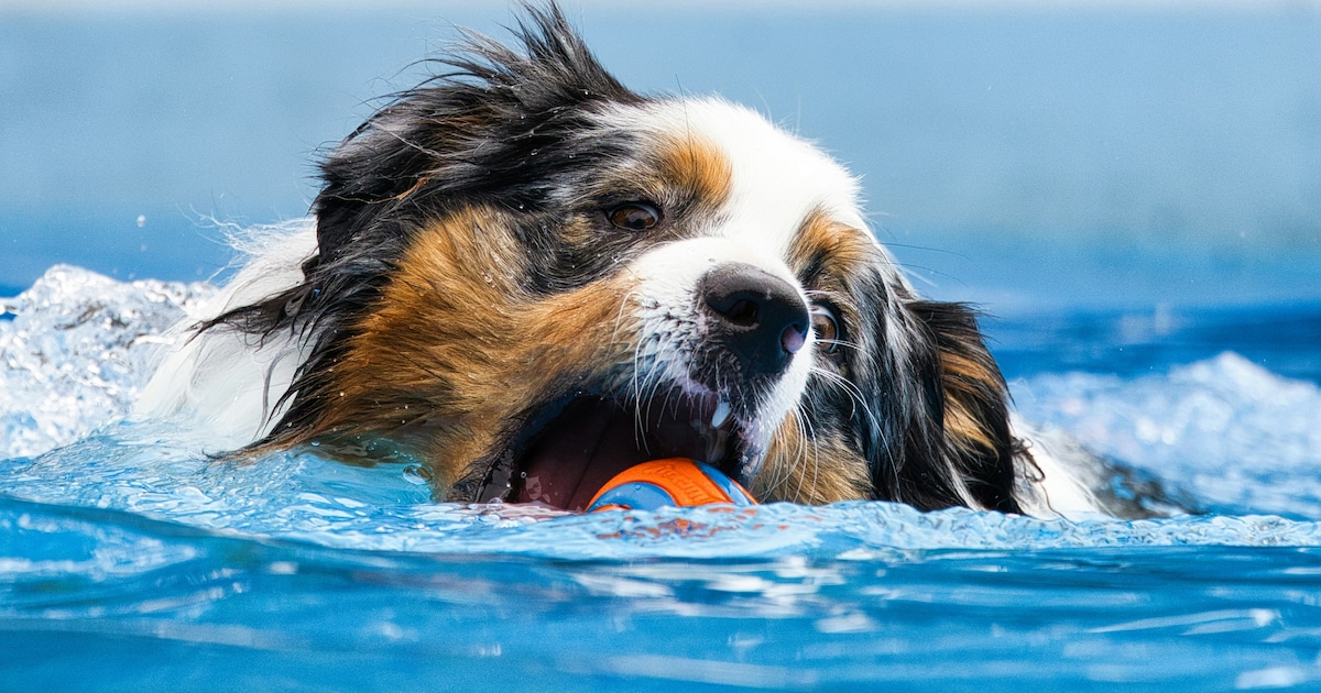 Dogplons laat honden zwemmen bij De Warande in Oosterhout