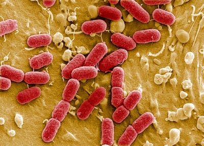 E. coli-bacterie in waterleiding IJpelaar Breda: ‘We zijn al