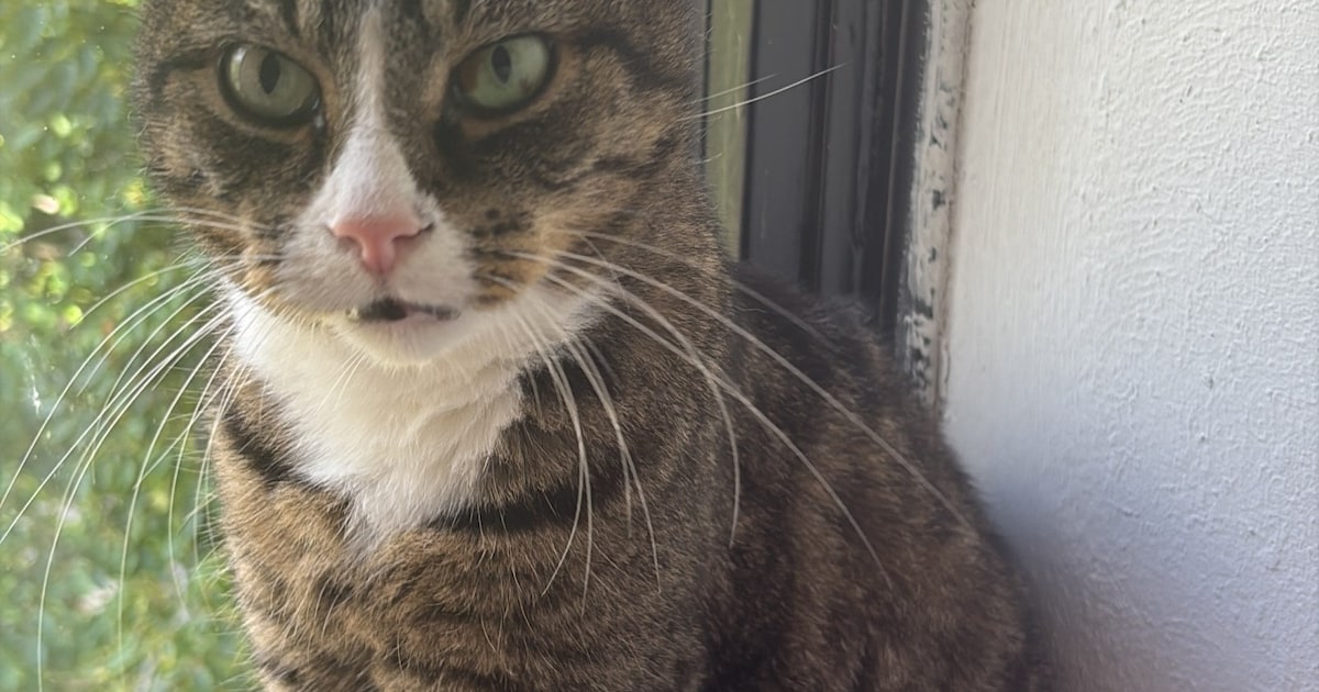 Heb jij Puck gezien? Dit huisdier wordt in Oosterhout vermist