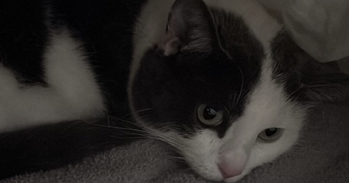 Heb jij Siep of Tiffany gezien? Deze twee huisdieren worden in Moerdijk vermist