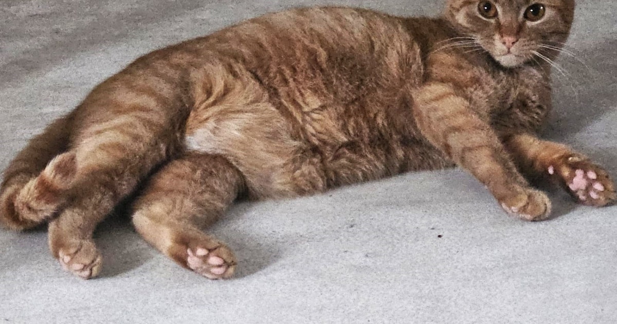 Heb jij Blitz, Muffin of Moos gezien? Deze vier huisdieren worden in Breda vermist