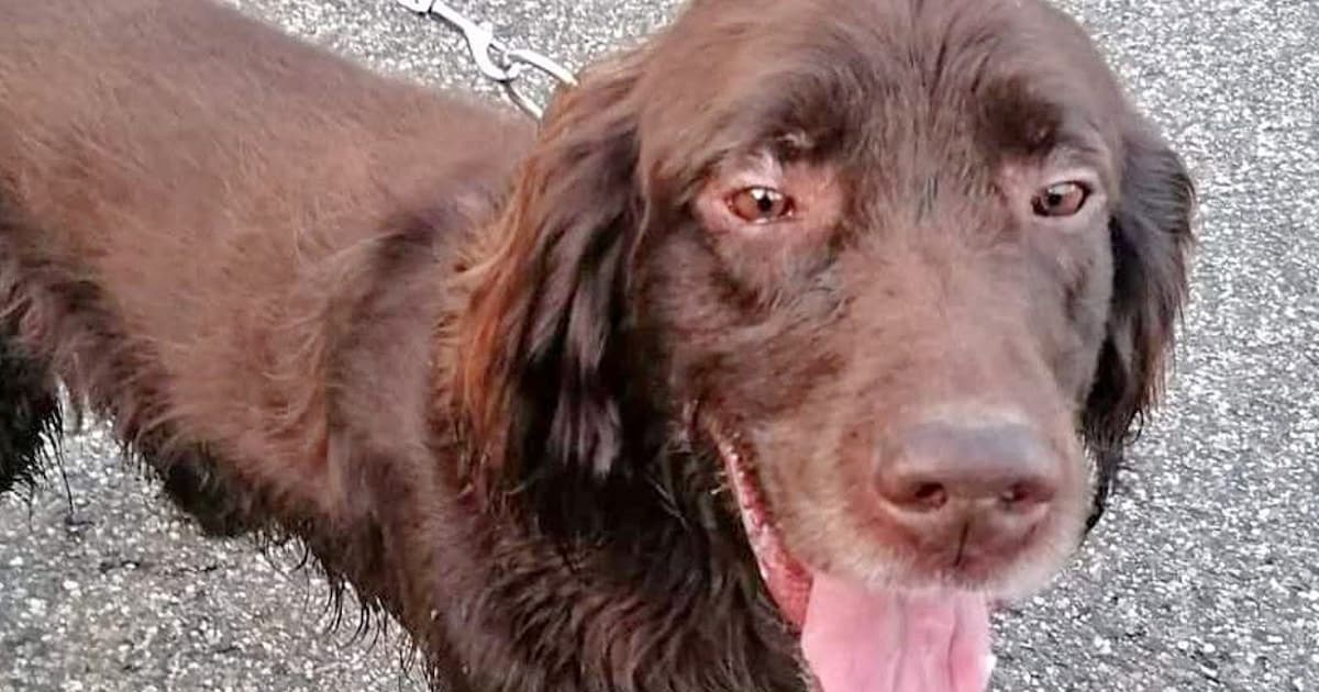 Heb jij Arko gezien? Dit huisdier wordt in Baarle-Nassau vermist