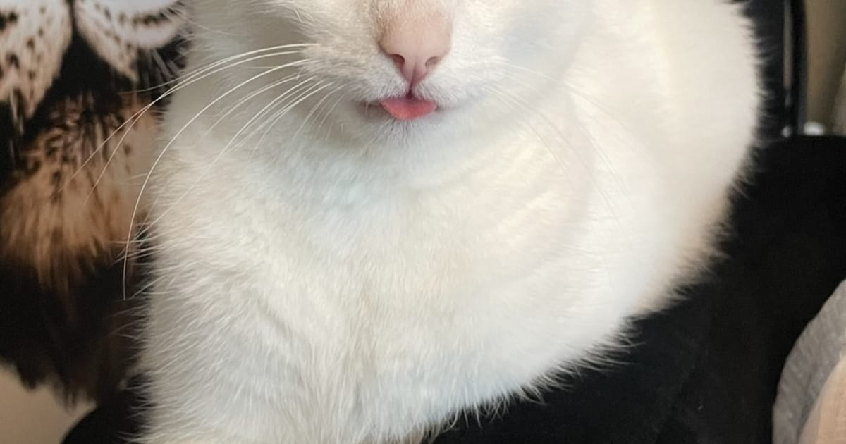 Heb jij Rini gezien? Dit huisdier wordt in Rucphen vermist