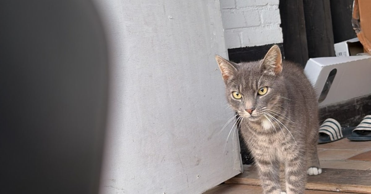 Heb jij Sammie of Dino gezien? Deze twee huisdieren worden in Woensdrecht vermist