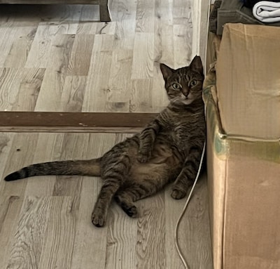 Heb jij Kisoro, Toetie of Koos gezien? Deze zes huisdieren worden in Breda vermist