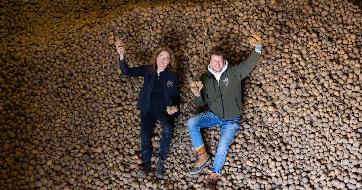 Massaal aan de aardappelen om van het overschot af te komen: ‘Nog nooit zoveel noodkreten ontvangen’