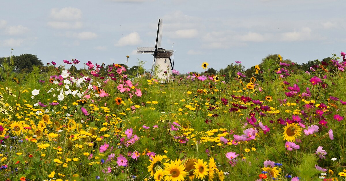 MIJN FOTO | Bloemenpracht bij de molen van Nieuw- en Sint Joosland