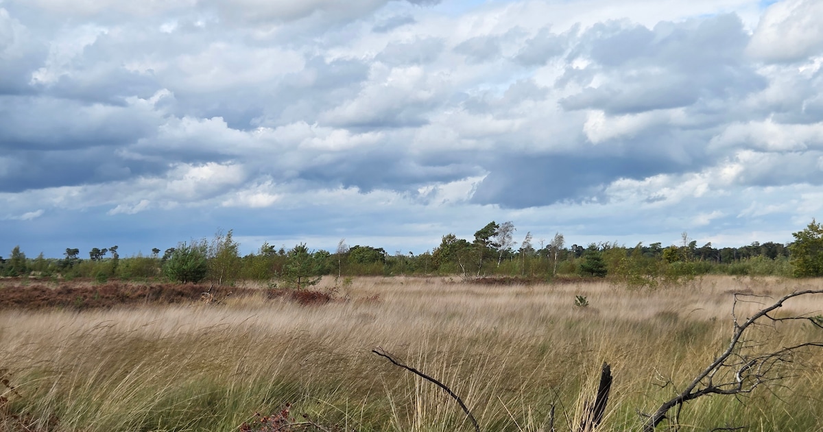 Man sterft tijdens wandeling op Kalmthoutse Heide