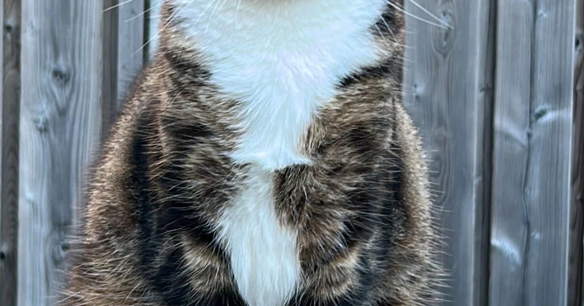 Heb jij Spike gezien? Dit huisdier wordt in Rucphen vermist