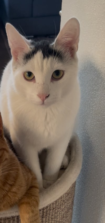 Heb jij Mickey of Coco gezien? Deze twee huisdieren worden in Bergen op Zoom vermist