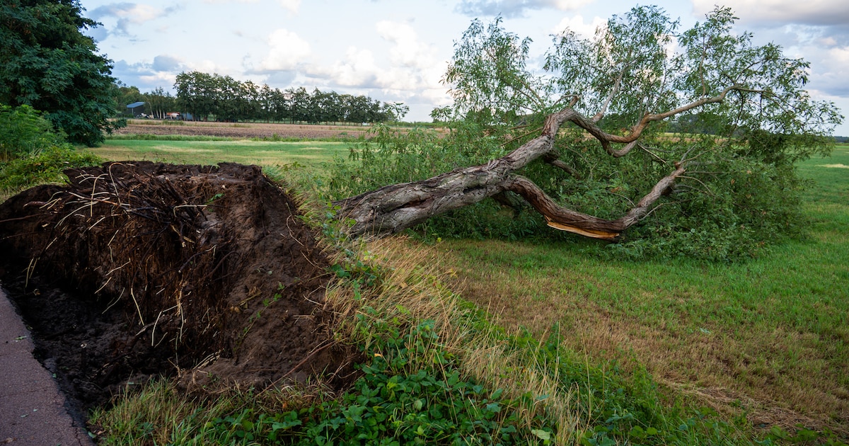 Harde wind blaast zeker zeven bomen om in Achtmaal, boom belandt in voortuin