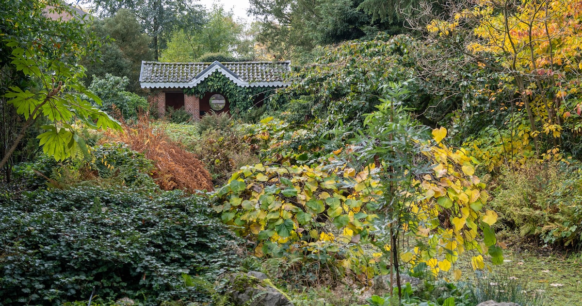 Arboretum Kalmthout organiseert voor het eerst stiltewandeling: “Zelfs twee keer een ijsvogel gespot
