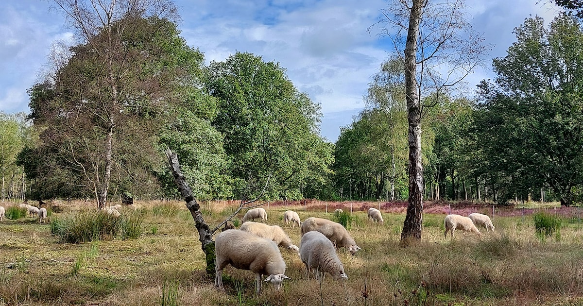 Excursie in natuurgebied Kortenhoeff