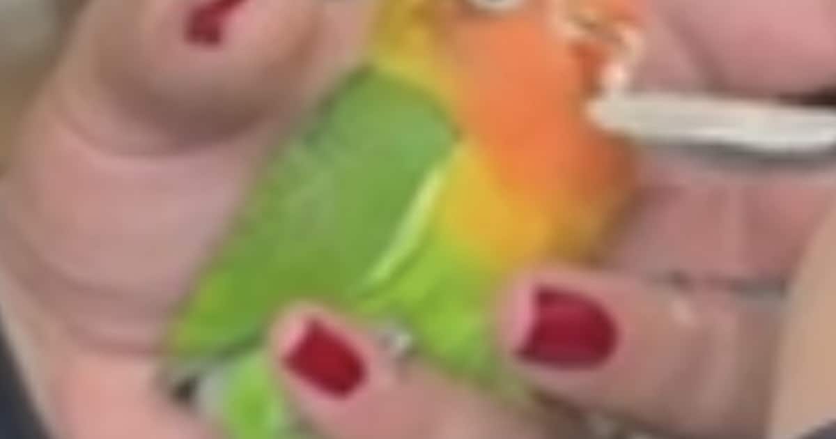 Heb jij Armu gezien? Dit huisdier wordt in Gilze en Rijen vermist